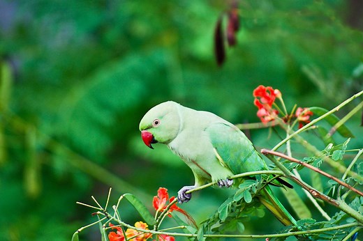 What You Need to Know About the Indian Ringneck Parakeet