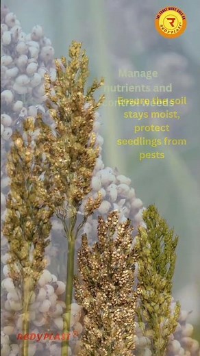 Stages of Millet Growth | A Comprehensive Guide for Aspiring Farmers | #MilletCultivation #redyplast