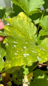 How I’m dealing with powdery mildew on my zucchini squash leaves….This is a prime example of learning as I GROW🌱If you have any tips, feel free to leave them in the comments! I truly appreciate em🤙🏾Prayers🆙Blessings🆙 #garden | Jabez Invests