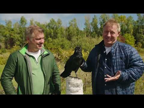 How Smart are Ravens? | Wild Kratts | "Clever the Raven"