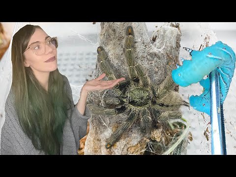 How to Feed a Tarantula