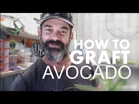 HOW TO GRAFT AN AVOCADO TREE