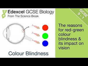 Edexcel GCSE Biology - Red-green Colour Blindness