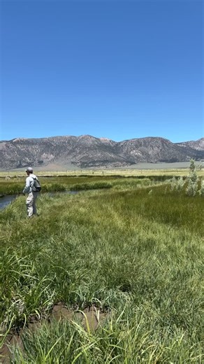 Fred A. Rowe on Instagram: "I spent a windy afternoon on the upper Owens River with Scott and Brady Jonson. Indicator nymphing in the wind was tough. Fishing with size 18 olive quilldigons and size 18 bead head flash back pheasant tail nymphs produced hook ups with brown trout. Before the afternoon winds come up there is opportunity to catch trout on size 16 elk hair caddis and size 18 blue wing olive parachutes."