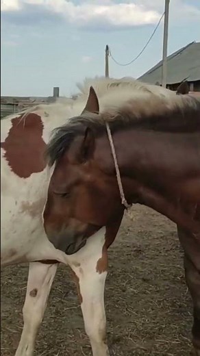 Stallion goes to meet the mares । Beautiful Horses