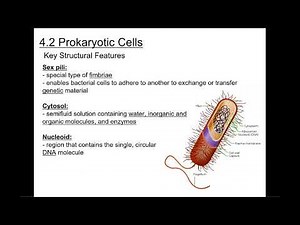 BIO 101 Chapter 4: Cell Structure & Function