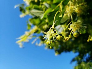 6.6K views · 159 reactions | Discover some of the magical midsummer lore of the linden tree. Sacred to ancient goddesses across Europe, she brings blessings of love, healing, protection, good luck and enchantment. ~ Danielle | Gather | Facebook