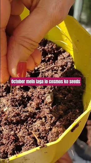 “Grow Cosmos Flowers from Seeds in October! 🌸 Quick Tips”