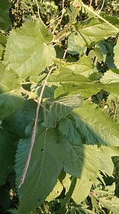 392 reactions · 13 shares | Stinging nettle is a superfood Seeds, leaves and roots are edible The leaves are electric and Alkaline The roots are a full body tonic and healer All available 0791252422 | Umai Naturals | Facebook