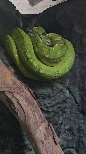🌿🐍 Stunning Green Tree Snake! Nature’s Emerald Acrobat!