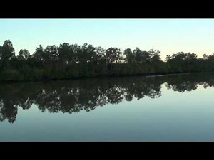 Brisbane Bird calls in the morning.