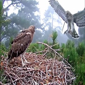 4.9M views · 62K reactions | S.O.S. SOMEONE HELP ME | Brid Feed | Facebook