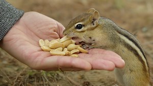 1K views · 80 reactions | Chipmunk Eating Nuts From hand Wincent Zbktg #nature #wildlife #squirrel | HAWI Studios | Facebook