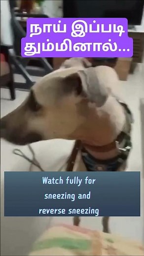 Sneezing and Reverse Sneezing in Dogs