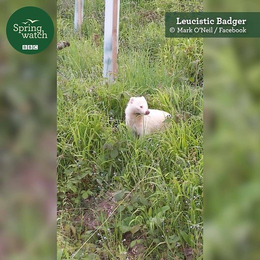 252K views · 3K reactions | A leucistic badger! 說 Leucism is the partial loss of pigmentation, which can make the animal have white or patchily coloured skin, fur or feathers, but the pigment cells in the eyes are not affected which is seen in albinism. #Springwatch  Mark O'Neil on Facebook | BBC Springwatch | Facebook