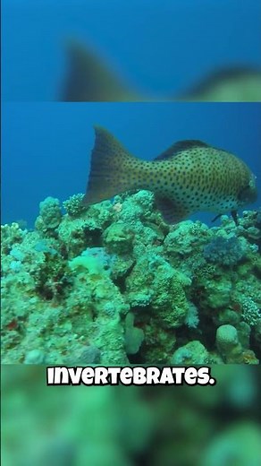 Groupers: Reef Guardians or Reef Destroyers?!