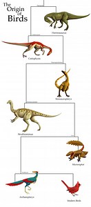 Origin of birds - Alchetron, The Free Social Encyclopedia