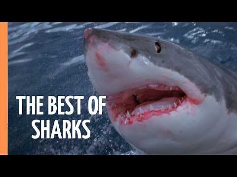 The Best of Sharks | Full Documentary