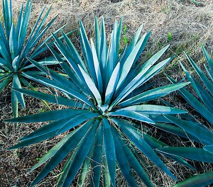 Blue Agave Care Tips – Your Only Guide!