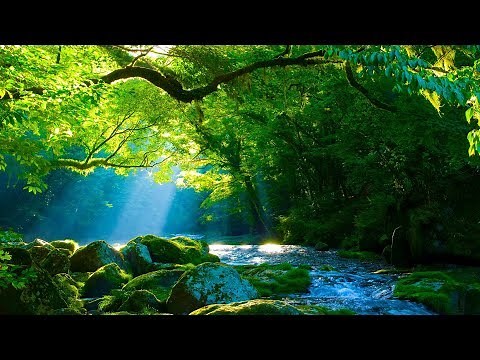 Musique Relaxante Harpe et Nature - Relaxation