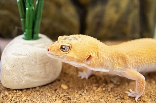 How to Care for a Pet Leopard Gecko