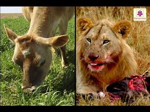 Food Chain | Environmental Studies For Kids | Grade 5 | Periwinkle