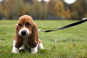 Leash Train Your Puppy In 5 Easy Steps