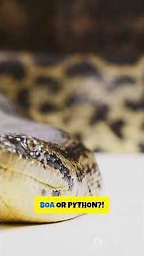 Boa vs Python: Nature’s Constrictor Giants EXPLAINED!