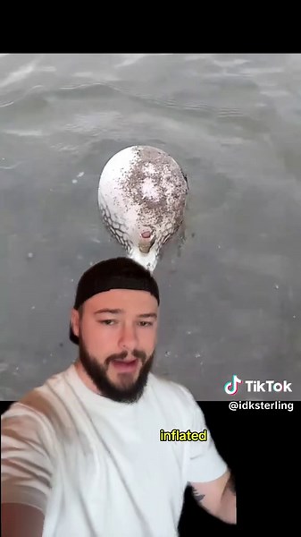 Understanding Pufferfish: Neurotoxins and Myths