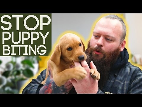 How To Stop Your Puppy From Biting