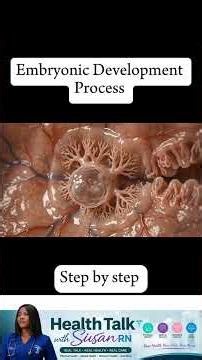 Embryonic development during pregnancy #pregnancy
