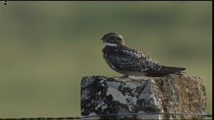 Common Nighthawk Sounds, All About Birds, Cornell Lab of Ornithology