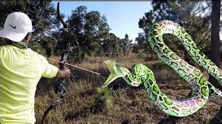 Hunting invasive pythons to save Florida’s ecosystem