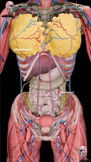 Full Female Anatomy ✨♀️