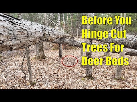 Tips Before You Start Your First Hinge Cutting Project For Deer Bedding and Better Deer Habitat