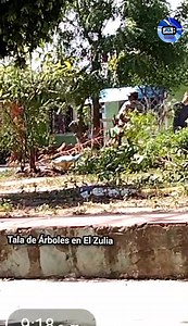 AZNoticias Durante los dos últimos días se han talado árboles maduros que se encontraban en el sector de Asuaviz, Colinas y el parque de los zancudos en el.municipio de El Zulia parte alta. El alcalde Manuel Orlando Pradilla indicó que esta actividad se había socializado ya con la comunidad y que los árboles serán reemplazados. | Actualidad Zuliana Noticias