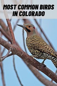 24 Most Common Birds in Colorado (with Pictures)