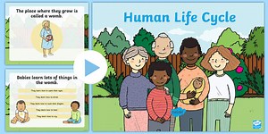 Human Life Cycle PowerPoint
