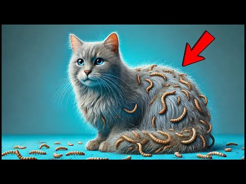 9 Signs Your Cat Has Worms (Watch out for!) 🔥