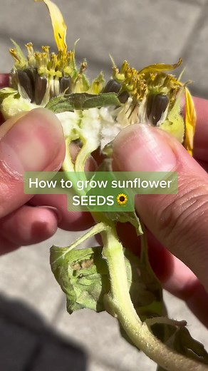 Growing Sunflower Seeds: A Step-by-Step Guide