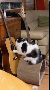 13K views · 469 reactions | Cat Stephens: The Early Years https://imgur.com/gallery/kcwk8rh | Imgur | Facebook