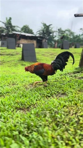 Golden boy sweater #bossnolivlog #backyardbreeder #elcoprincessgf #nicole28 #followers