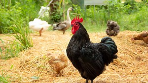 Raising Geese to Protect Chickens