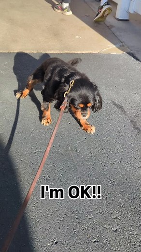 What Is a Reverse Sneeze in Dogs? 🤧🐶 Haley's dog, Yoyo, would LOVE to show you! If your pup suddenly starts making loud snorting or honking sounds, it can be pretty alarming — but it might just be a reverse sneeze, and it’s usually nothing to worry about! So what’s happening? During a reverse sneeze, dogs rapidly pull air in through their nose instead of out. It’s their body’s way of clearing irritation from the throat or soft palate. What does it look like? You might see your dog: Stand still