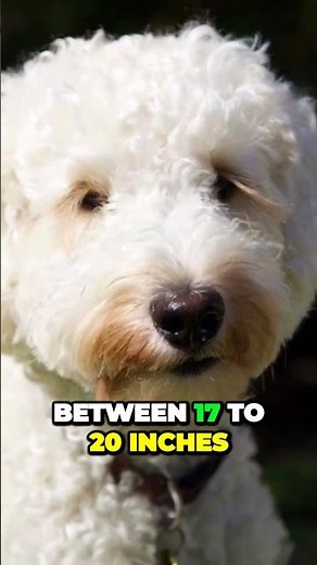 Three Different Sizes of Labradoodle - The Living Teddy Bear