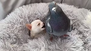 A pigeon who can’t fly and an 8-week-old chihuahua became the best of pals when they ended up in the same dog bed at The Mia Foundation in Rochester, New York. | Kentucky.com