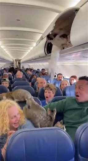 OVERHEAD BIN RELEASES INFINITE CAT DIMENSION AT 30,000 FEET 😱