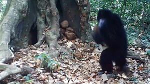 780 reactions · 43 shares | The western chimpanzees (Pan troglodytes...