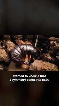 Why Do Some Earwigs Have Lopsided Pincers? | #DeepLook #Shorts