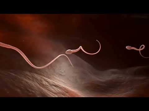 Copulation and fertilization